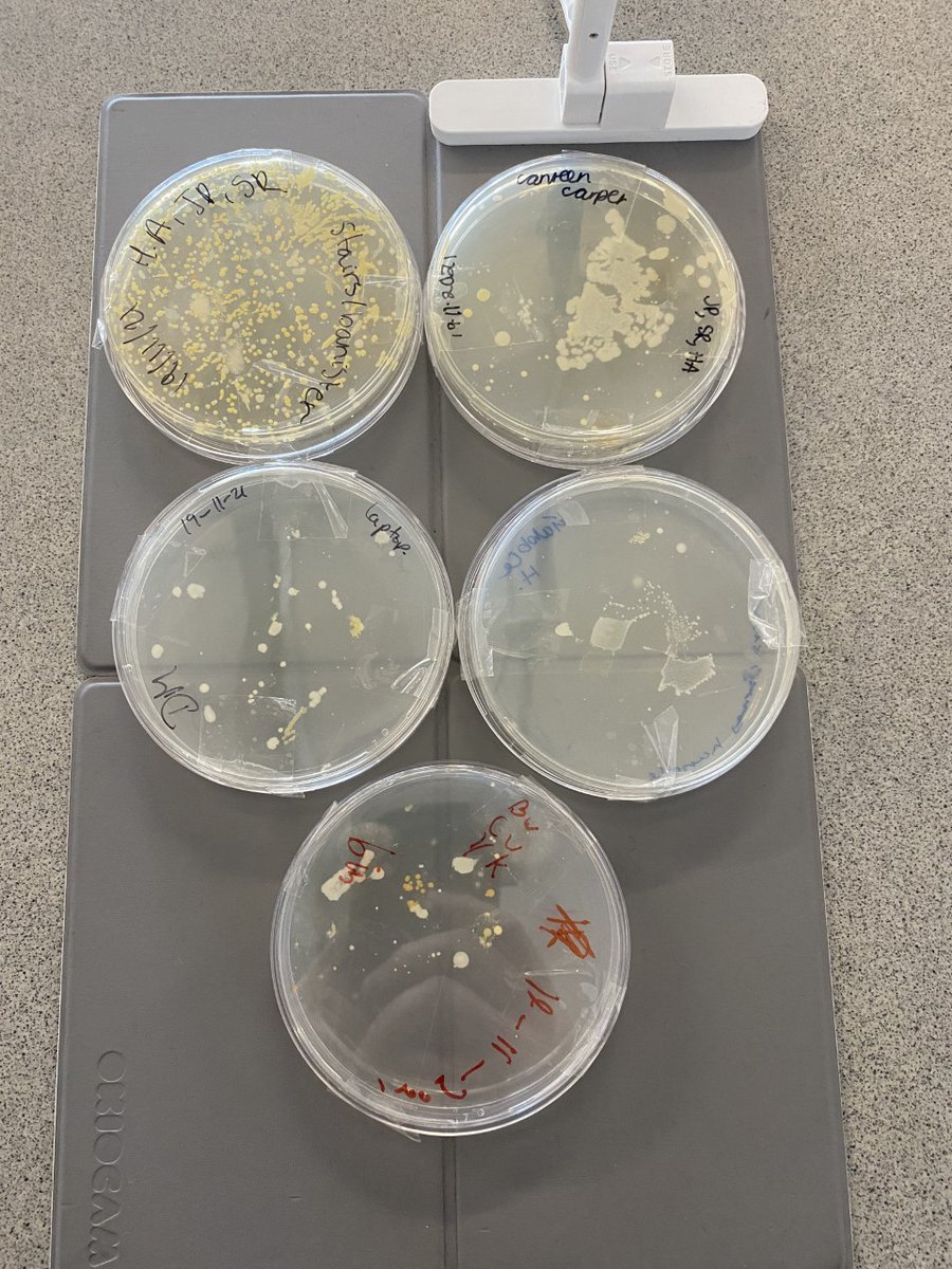 Look what has been growing over the weekend. The results of year 11's swop test from around our school site.