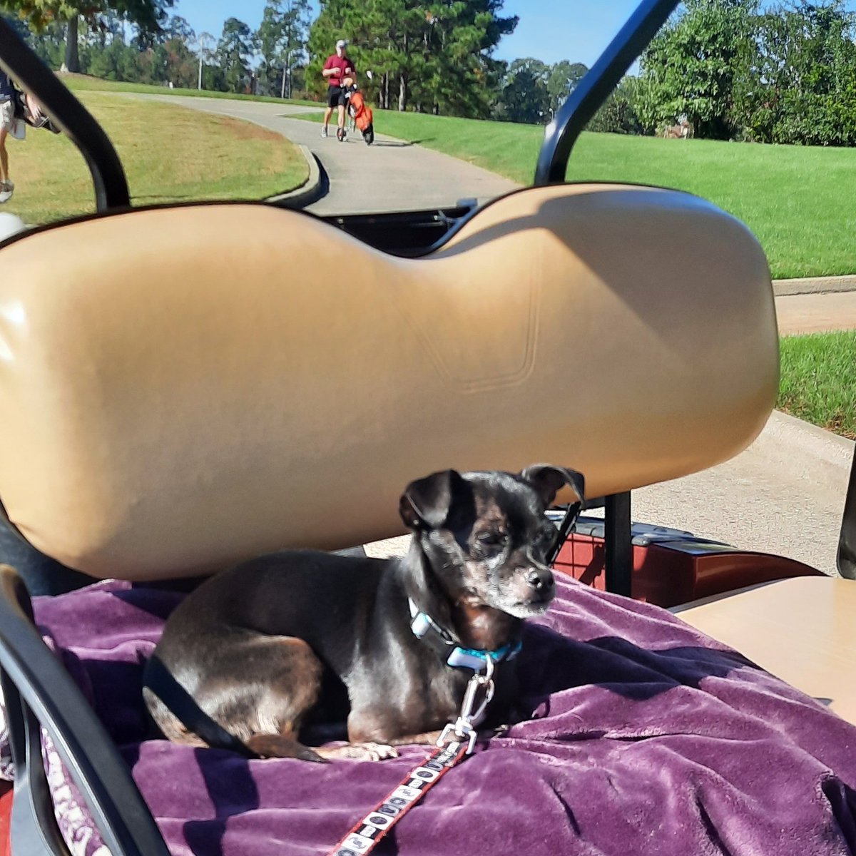 TheMobileMom1's tweet photo. Did yall know I have a #mobiledog too? He's currently living his best life. #mobilemom https://t.co/r8EeQy71kM