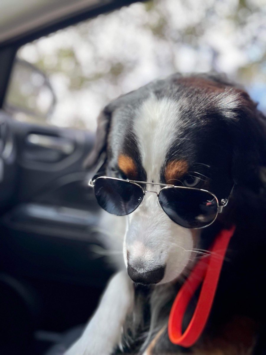 Mommaof4CJC's tweet photo. @budweiserusa Axel says pick me, pick me! He would be honored to represent all the pupweisers out there. #PupweiserContest https://t.co/6LDdzSWdsQ