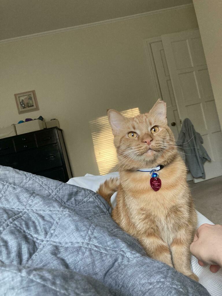 kittyxinfinity's tweet photo. 🐱 via https://t.co/35a7J0sEZL https://t.co/gVd7ztgyLH
