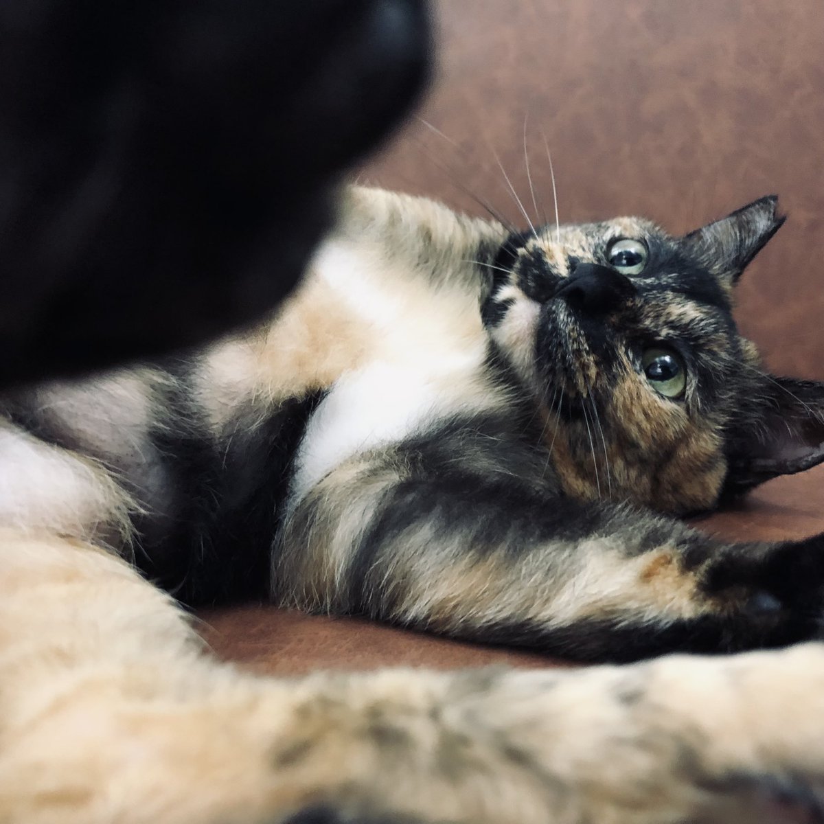 thecat_nft's tweet photo. 👀 https://t.co/plLDHs3cBx
