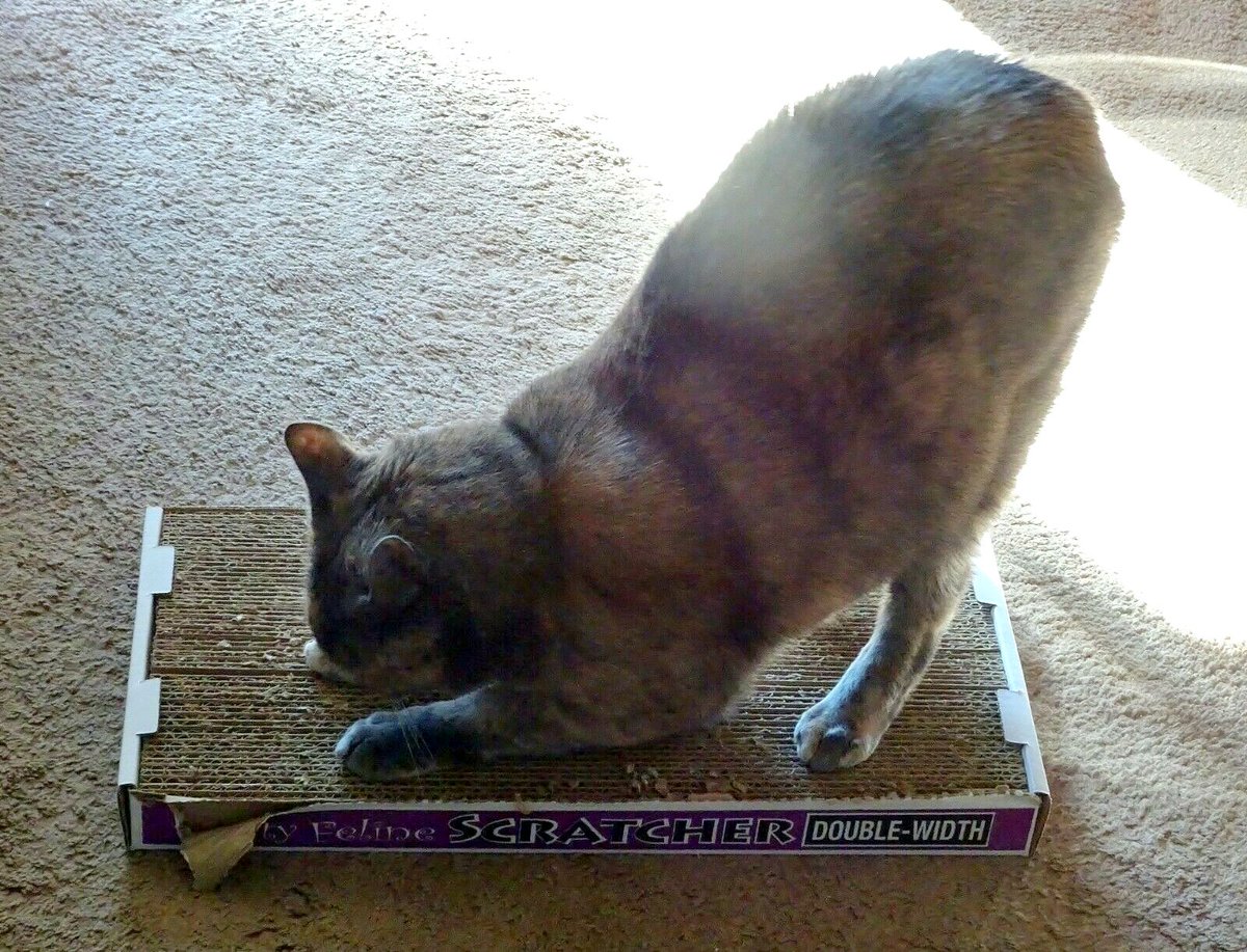 Looking for Made-In-America #cat #scratchers this holiday season? Ours are made of durable cardboard, no harmful adhesives, and are eco-friendly for half the cost of the Chinese ones! Check out our #Etsy shop for more info!