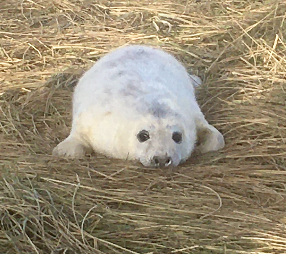 Leanne Hicklin tweet media