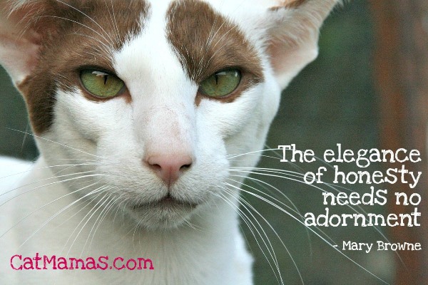 #Cats are pure elegance in one furry package! (Just don't laugh at them when they fall off a chair.) #beautifulcats