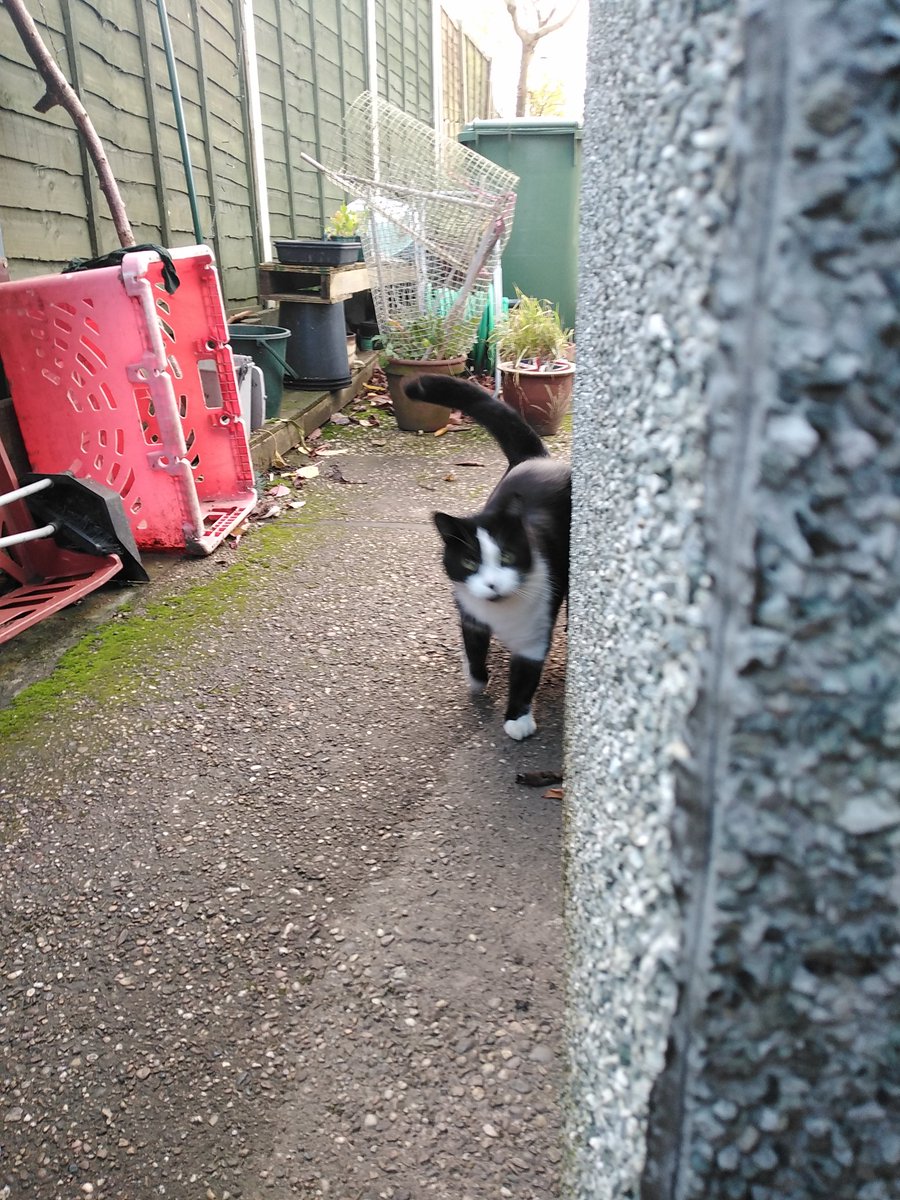 LecatSparky's tweet photo. I promise it wasn't me fighting Jasper from next door!

(when we both know it was 😔)

#CatsOfTwitter https://t.co/uHkviX8p4l