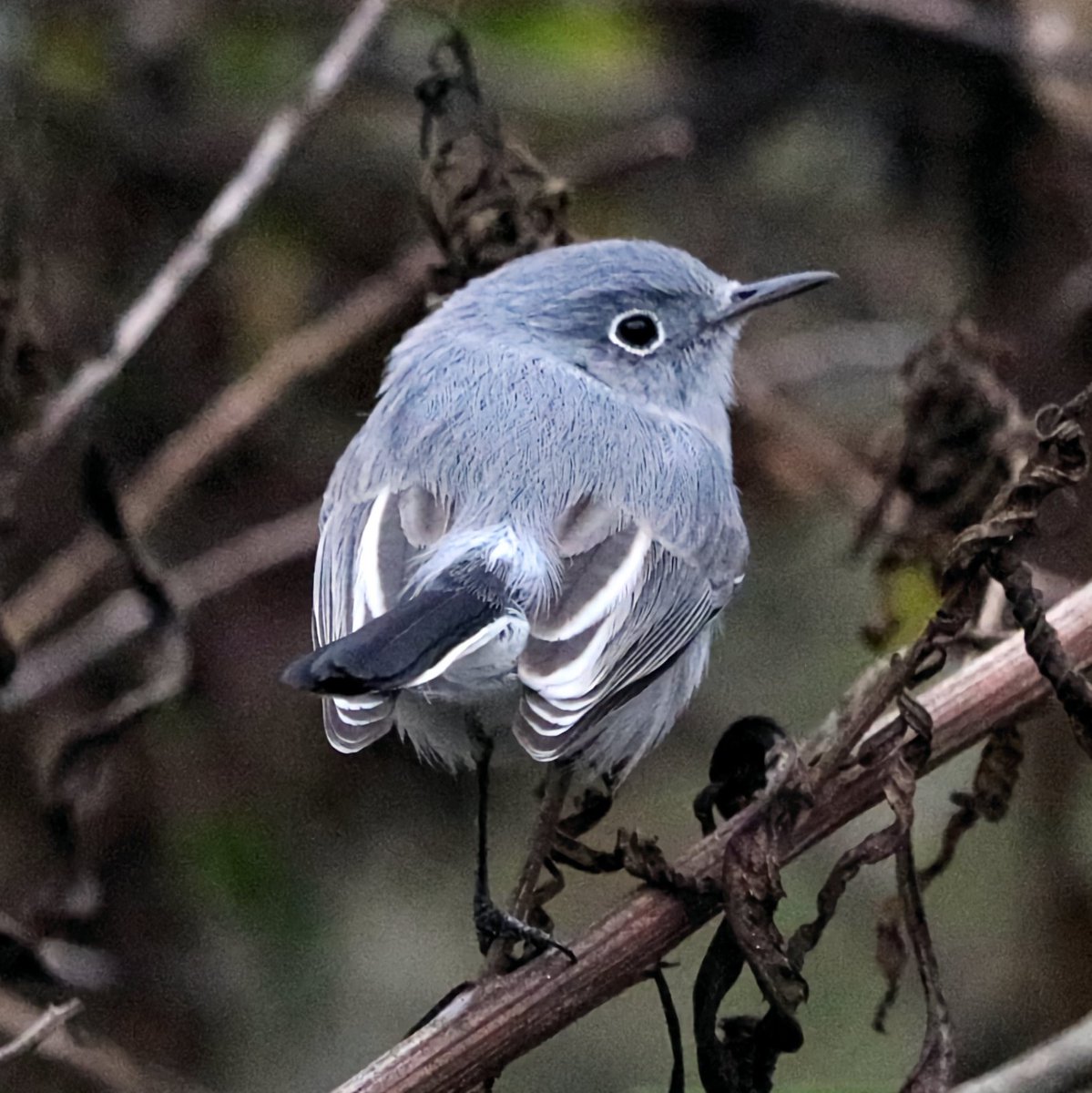 Bad day to be a gnat     #ThingsOutside 
#TwitterNatureCommunity #gnatcatcher #BirdsSeenIn2021 #birdwatching #birdphotography #birds #NaturePhotography #nature #PhotoOfTheDay