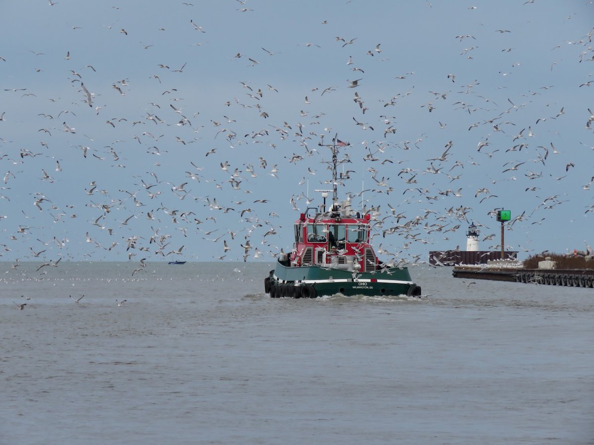 TheIneptBirder's tweet photo. The OHIO is a new tug built with high fendering for use in icy waters. Sadly it was attacked by gulls and never seen again. #birding #BSBO https://t.co/WJoBbN32hw