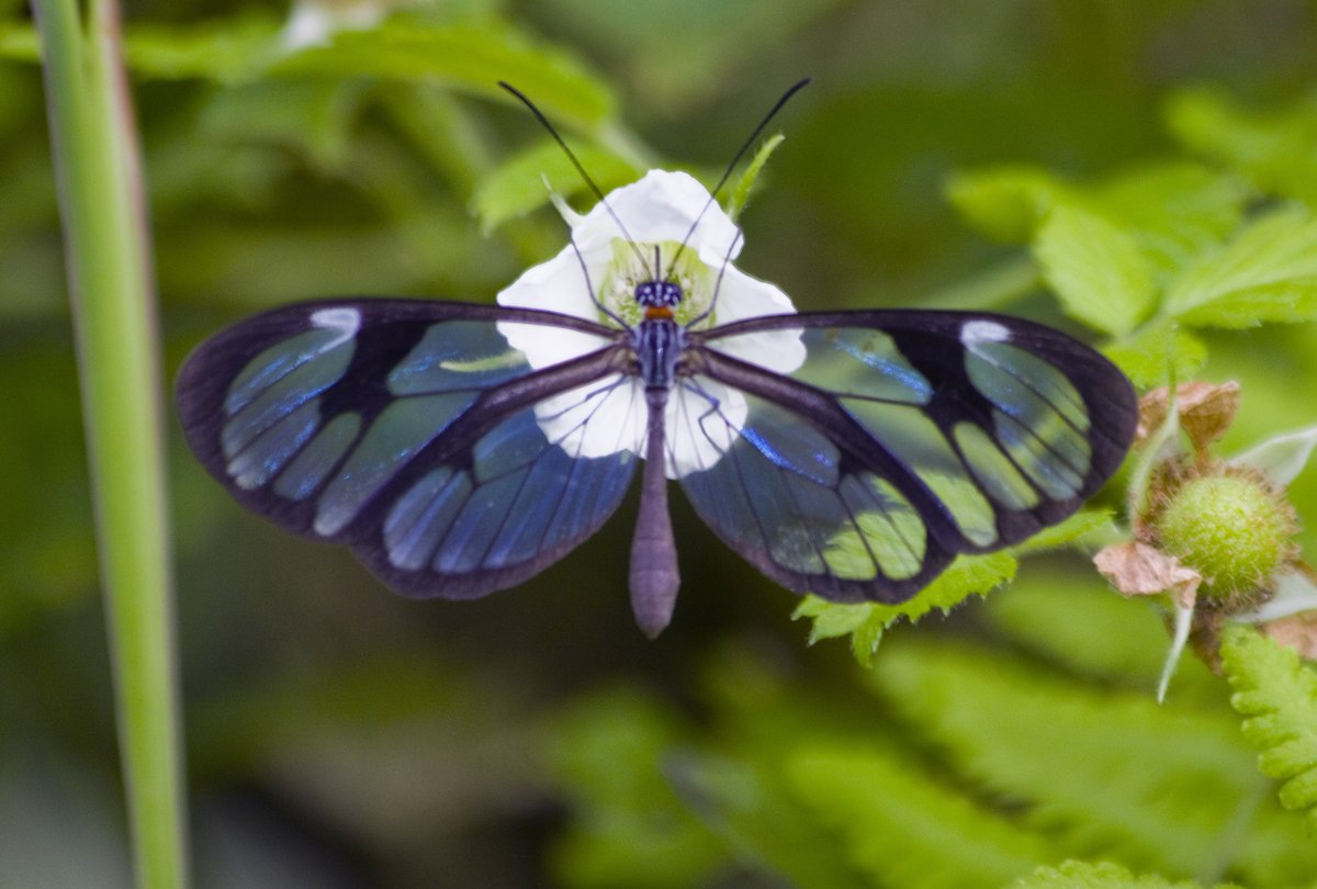 _ithaka_'s tweet photo. Greta Oto (glass-winged butterfly) at Jureia-Itatins. Photos: @ithaka_ [Ithaka Darin Pappas] #butterflies #lepidoptera #glasswingedbutterfly https://t.co/IAOhuBeAnv