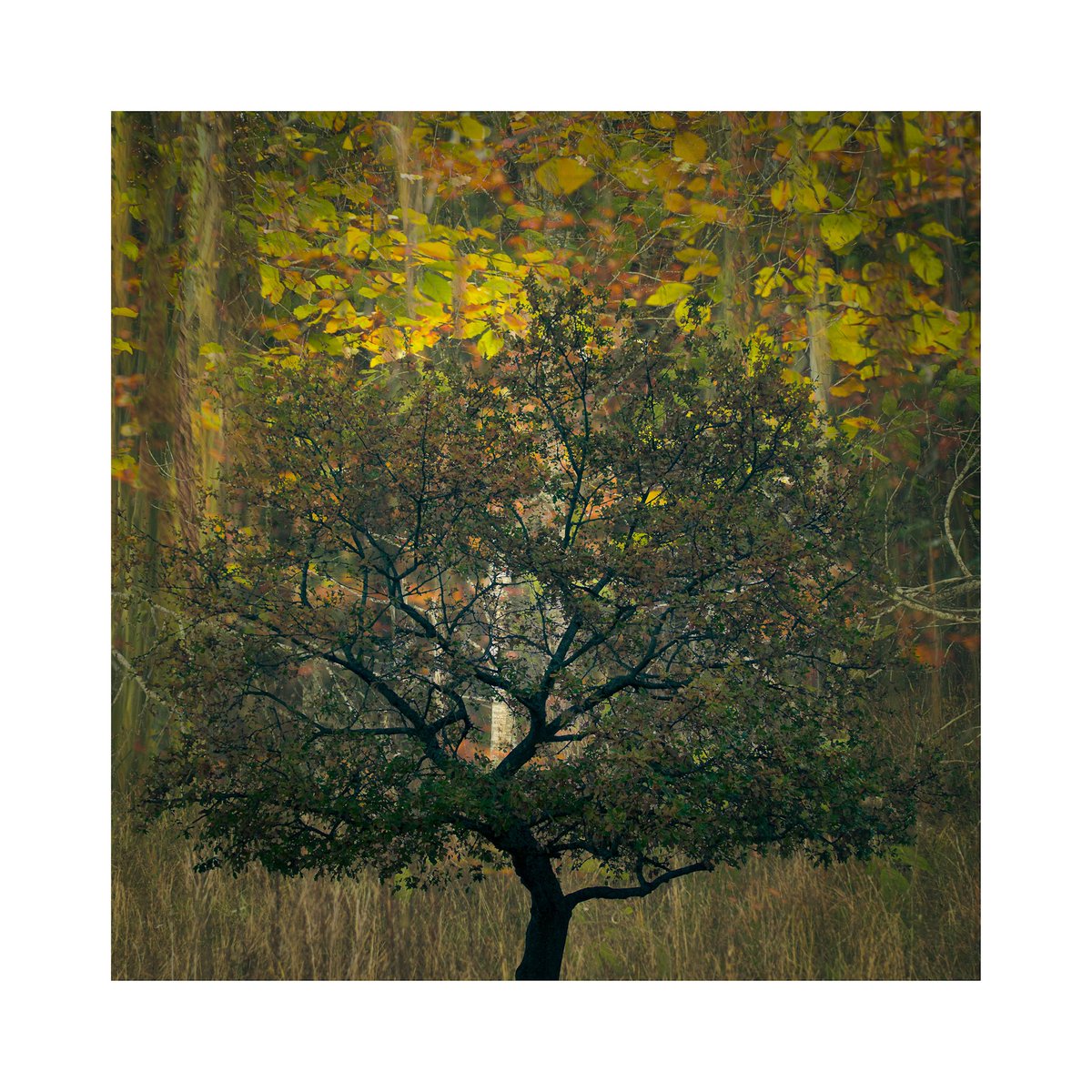 ShutrRelease's tweet photo. Last weeks Autumn fun in the park #Sharemondays2021 #fsprintmonday https://t.co/wpK7shvBQO