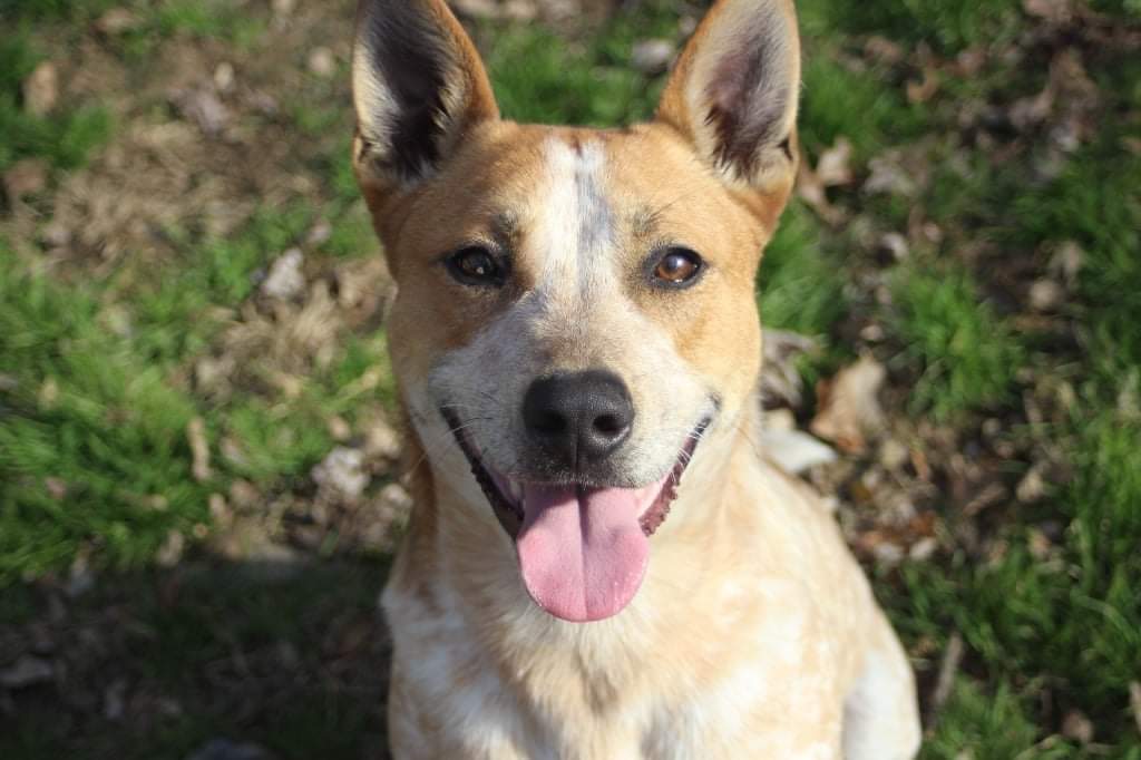 EthansPetProj's tweet photo. Today's pet of the day is Wit. Wit is a 1 year old red healer. He doesn't like other animals, but loves kids! He wants his very own family for Thanksgiving!
https://t.co/7xPjMCrxQx
#adoptable
#stillnoGarfield
#hasasenseofhumor
#goodboi
#wantstoplay
#wantsakidofhisown
#gogethim https://t.co/XfQsuVYY6K