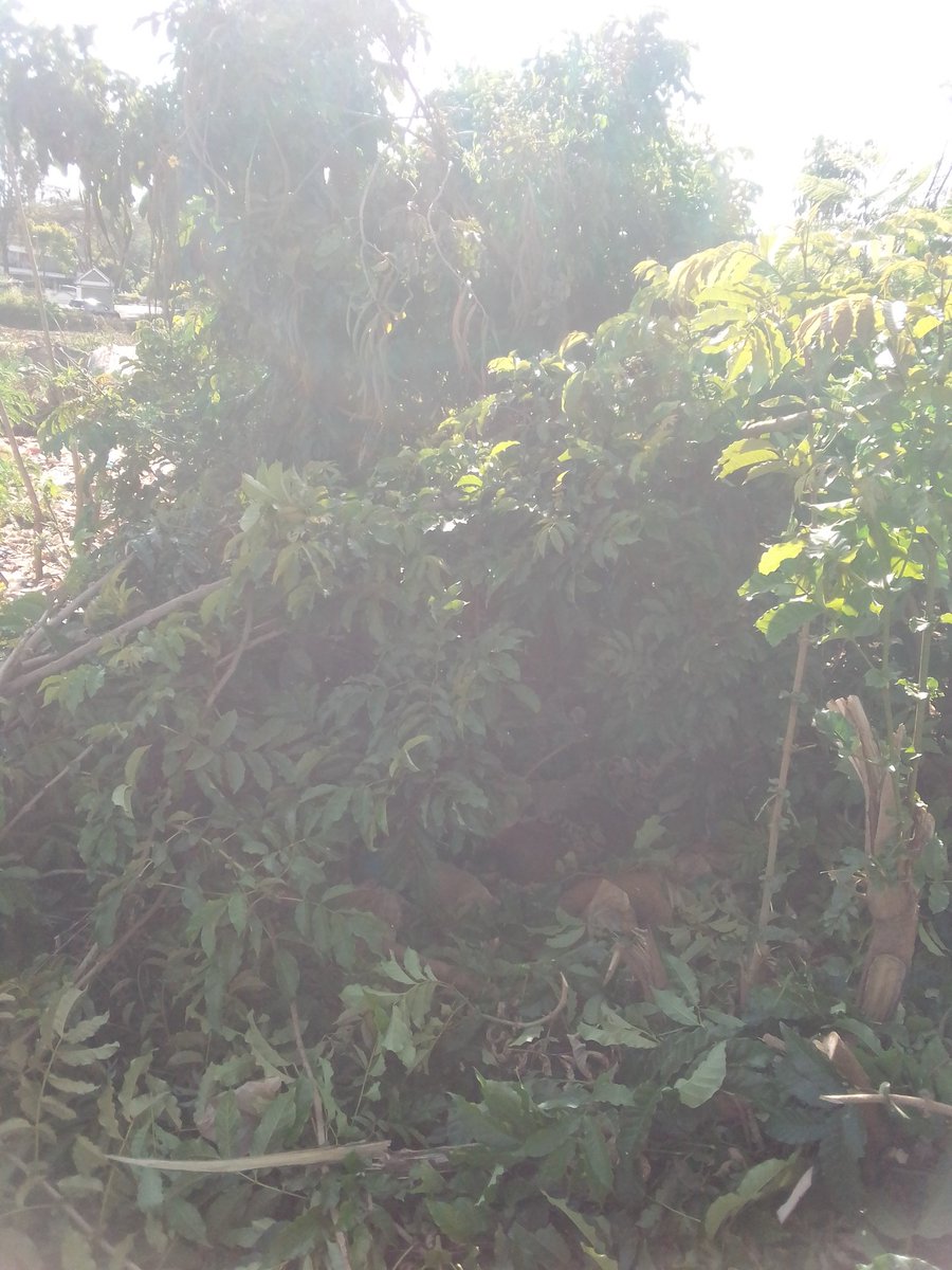 88youthRefomgrp's tweet photo. Clean Green & Safe Environment
@PSN_Nairobi @dreamtownngo @NMS_Kenya @UNHABITAT @KEPSA_KENYA @Environment_Ke
#ChangingFacesCompetition5 https://t.co/tvZZ24wvVo