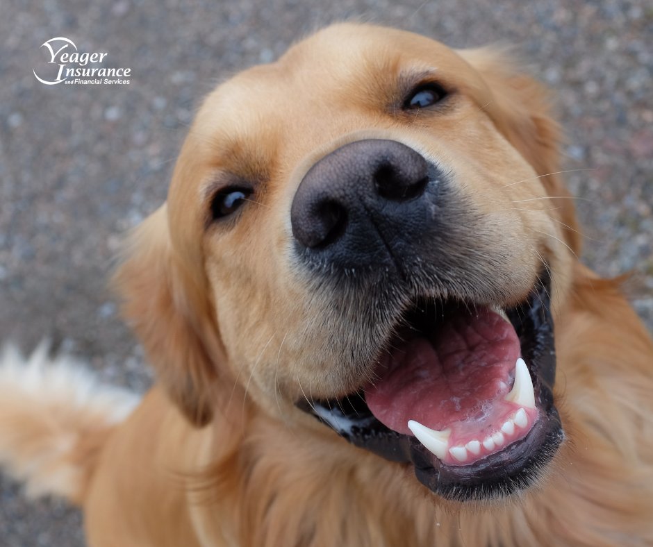 yeagerinsurance's tweet photo. Make sure your pets are protected and insured. Get the right insurance policy for them. To know more, contact us at https://t.co/zpl8PXImsw https://t.co/F22mdwBysE