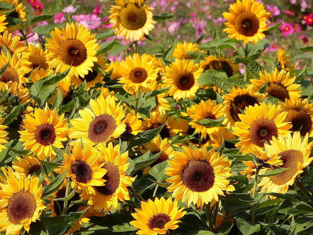 鹿児島 フラワーパークかごしま 一面のコスモスとヒマワリの花 Flower Park Kagoshima Blooming cosmos and sunflower flowers