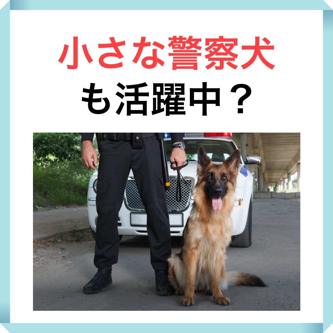 負けず嫌いのトイプードル 警察犬の審査会に一発合格する 仲良しのラブラドールが警察犬になったので特訓した Togetter 負けず嫌いのトイプードル 警察犬の審査会に一発合格する 仲良しのラブラドールが警察犬になったので特訓した Togetter
