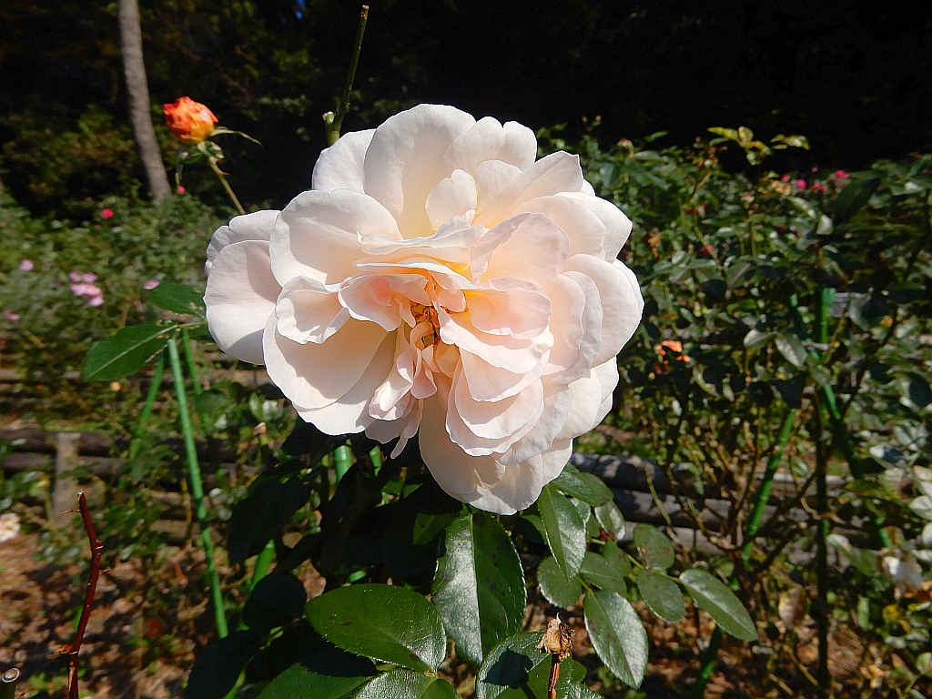 鹿児島 フラワーパークかごしま バラ園に綺麗な白のバラ「ザンガーハウザー・ユビレウムスローゼ」が咲いていました。 A beautiful white rose "Sangerhauser Ju