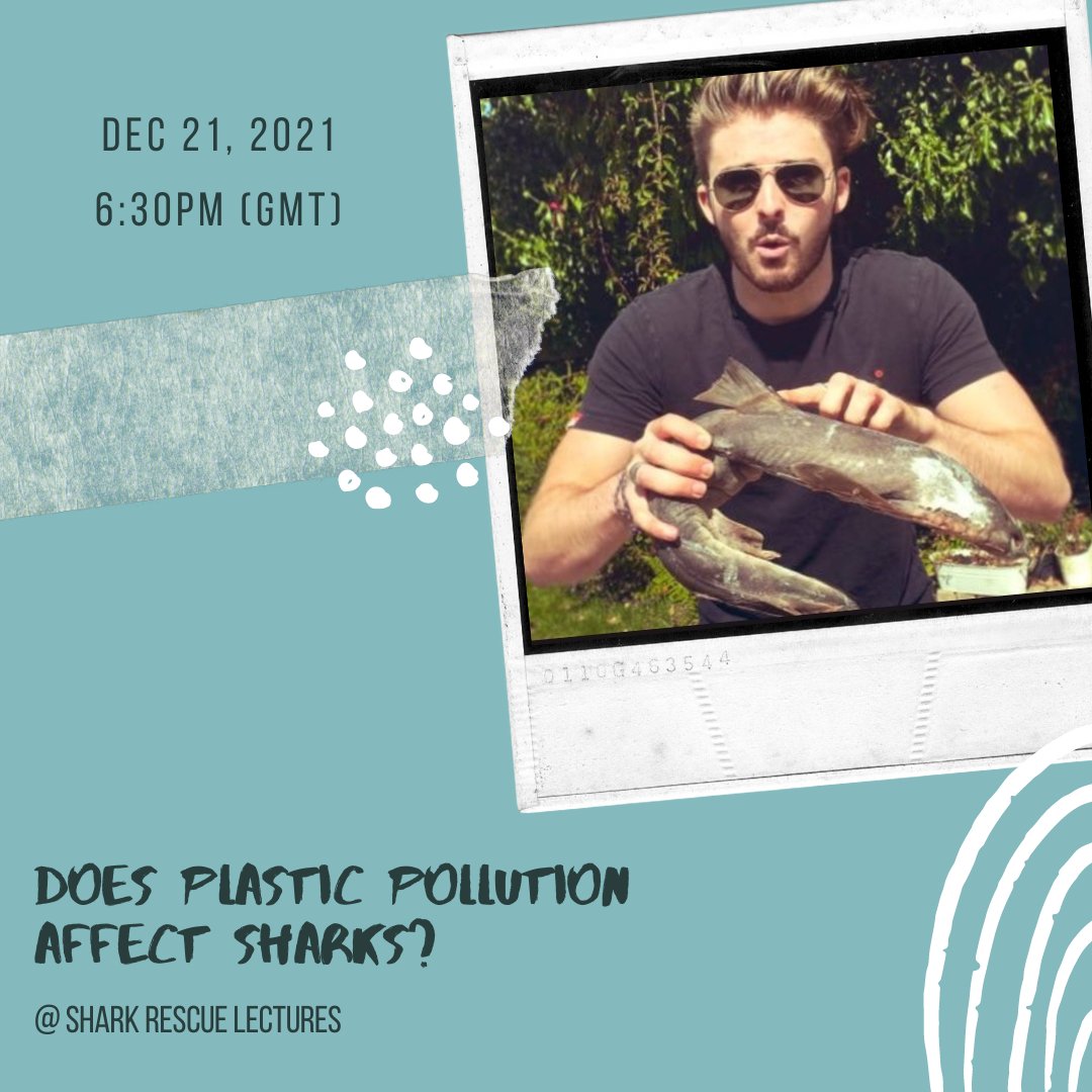 rescue_shark's tweet photo. Are you aware that plastic pollution may affect sharks? Kristian Parton (@KjParton) will explain these impacts on december 21. Live on Youtube: https://t.co/EHytNbUCe1
#sharkegg #sharkconservation #savingsharks #sharkrescue #sharks #elasmobranchs #sharkrescuelectures https://t.co/Idv0xHPfNO