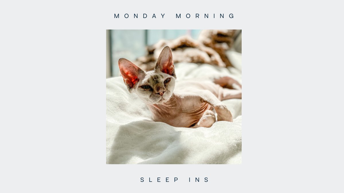 It can be difficult to find #MondayMotivation with the weather getting colder. Thank goodness we have our Petstampers like Cleo to keep our beds warm while we get our grind on! #Redstamp #Petstamp #CatsOfTwitter