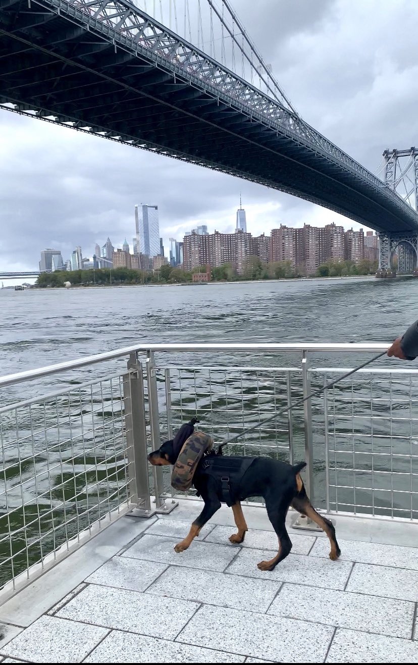 Michael Novakhov retweeted: So much to smell here!! #MondayMotivation #Brooklyn #dogsoftwitter #doberman #puppy #thegemini
