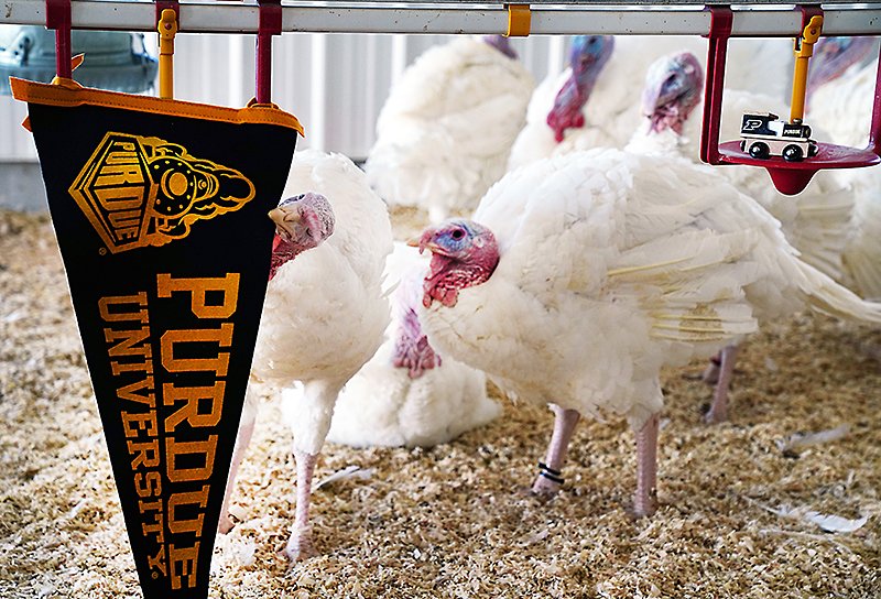 November 2021 Newsletter: Turkey Day, Upcoming Programs &amp; More! - mailchi.mp/e0884b370fbd/n…