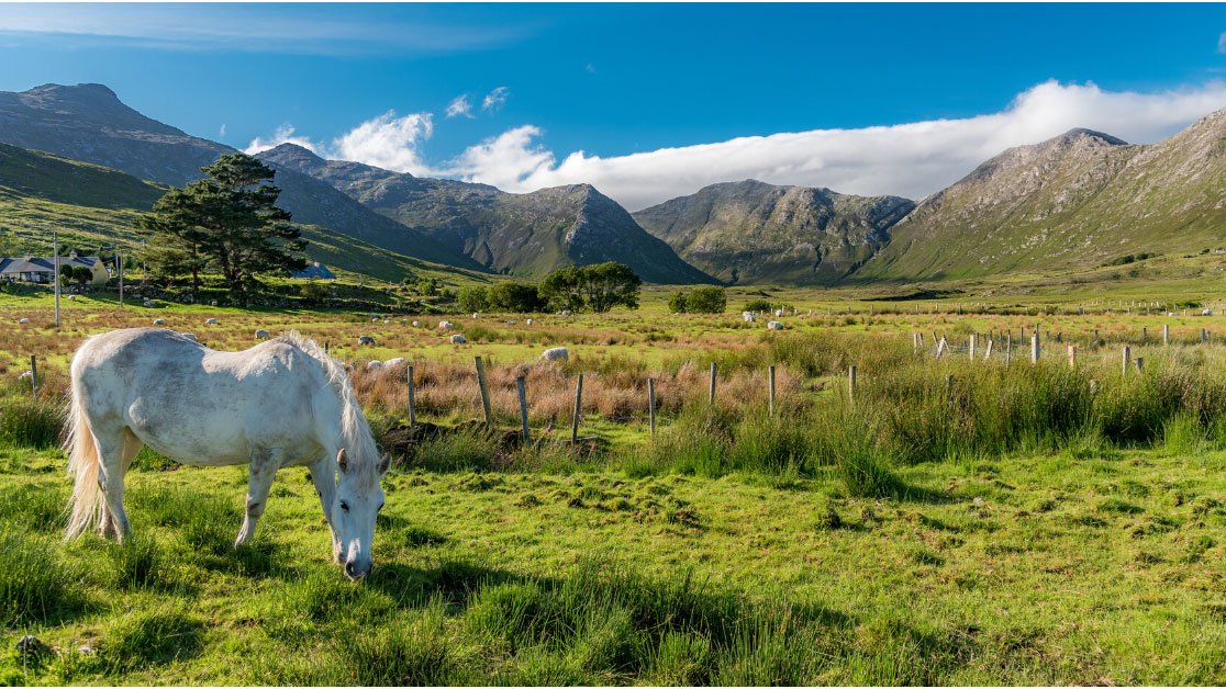 Ireland Today tweet media