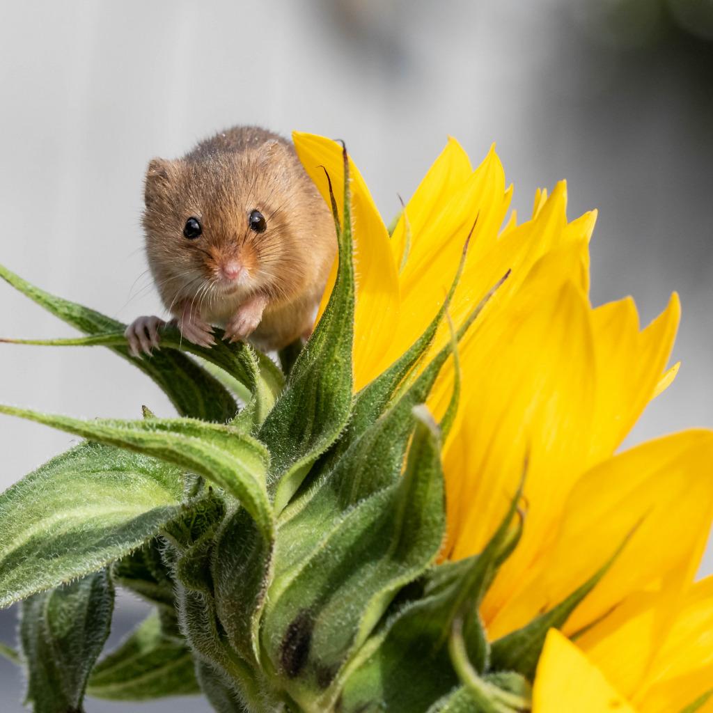 желтый грызун. орешниковая соня (muscardinus avellanarius). мышка соня полёвка. соня орешниковая (мушловка). мышка в тюльпане.