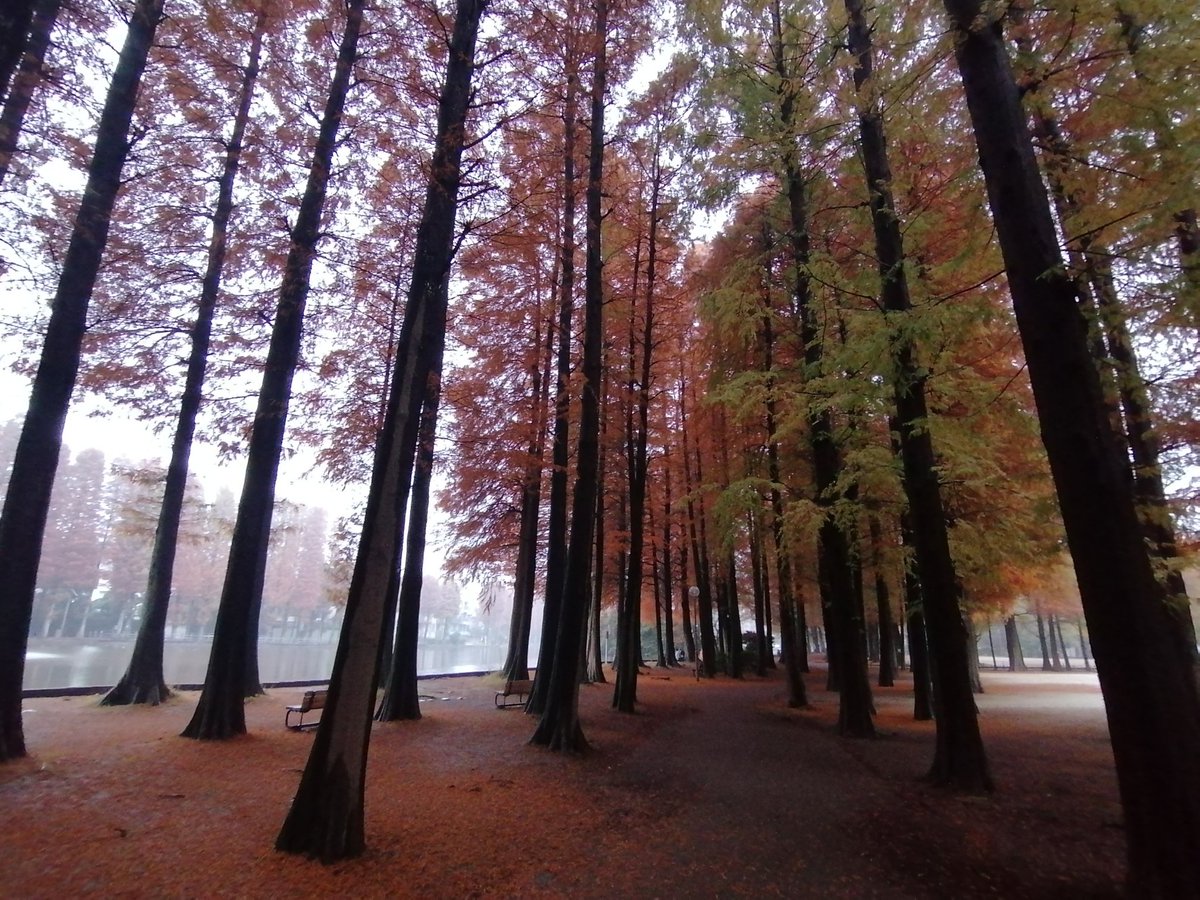 さいたま市の別所沼公園は県内、いや国内でも有数の紅葉スポットだと思う。 特にこの小雨の薄曇りの感じ、 こんなに神秘的な雰囲気が漂う場所なかなか無い。