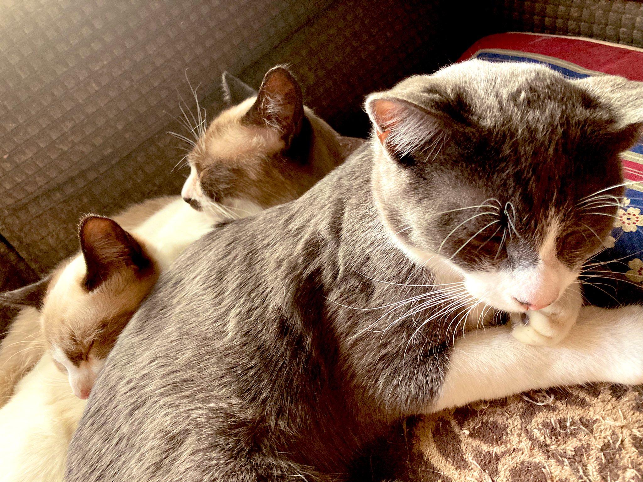 哲学する観察者 猫まみれな人 仲良くくっついて寝ています 猫 子猫 猫好きさんと繋がりたい 猫のいる暮らし 猫のいる日常 寝顔 かわいい 雑種猫 猫画像 観察記録 猫の成長記録 T Co 26xubq54nf Twitter