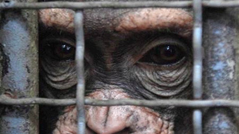 suriCATreus's tweet photo. DIA 200‼️‼️‼️‼️
Esperant resposta de la consellera responsable
@TeresaJorda 
Que penses fer per acabar amb el maltractament animal??
200 dies són pocs per fer-te pensar???
Mira la foto..... Mira i reacciona https://t.co/umo17zM7l7