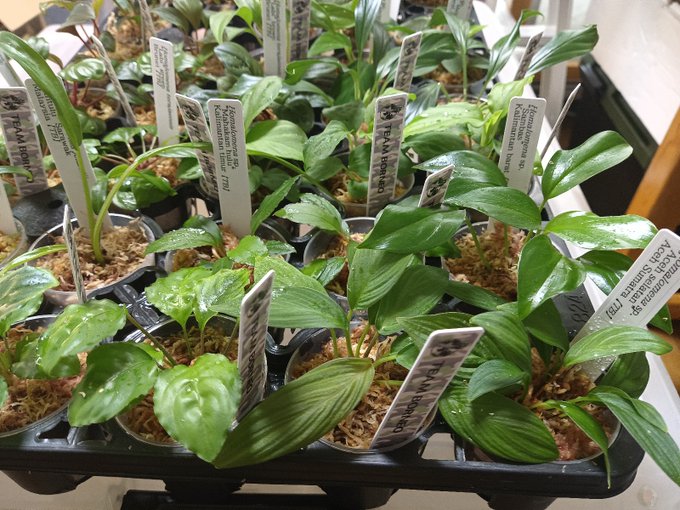 Intercambio Deborder Break 熱帯植物 Y S 1 Whotwi Grafica De Analisis De Twitter