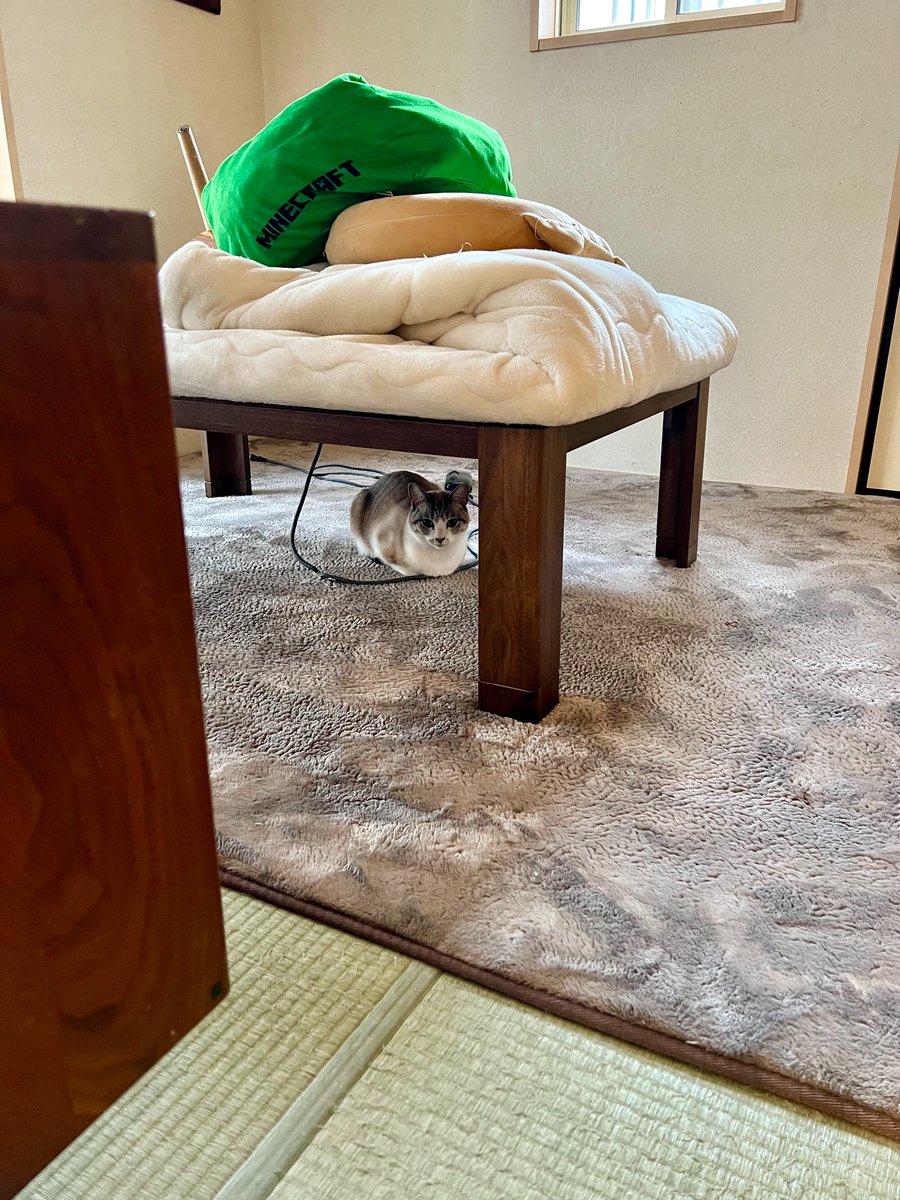 こたつの布団を取り上げられた猫の静かな怒り どういうつもりなのニャ すいませんでした Togetter