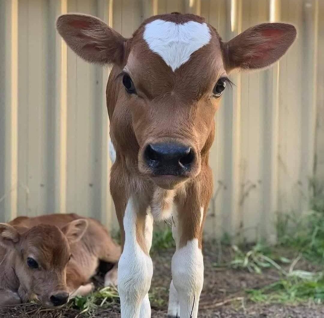 Lady021ll's tweet photo. #lovely_cow #little_one #heart_on_head https://t.co/raNlW619yi