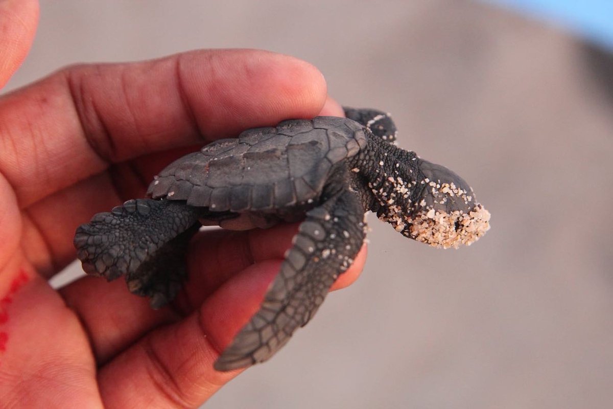 MongabayLatam's tweet photo. “Las tortugas marinas son las responsables de la salud del océano. Por eso debemos protegerlas”, dice Mayra Estrella, lideresa del Grupo Tortuguero Comcaac, que lucha por la conservación de las tortugas marinas en el Golfo de California, en México 🙌🏼 https://t.co/b2sQ6m054V https://t.co/SIbQrNxSP9