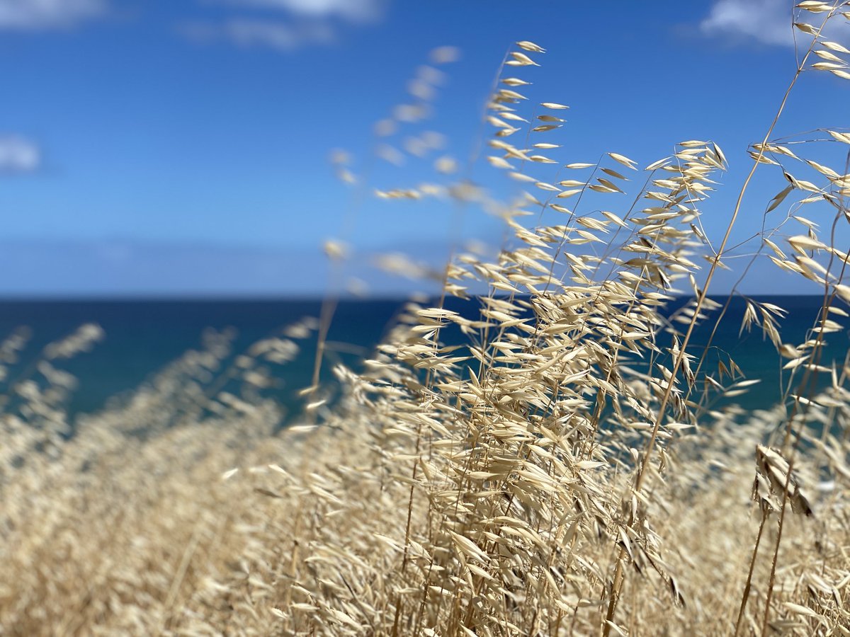 The grasses and the sea 
#fleurieupeninsula