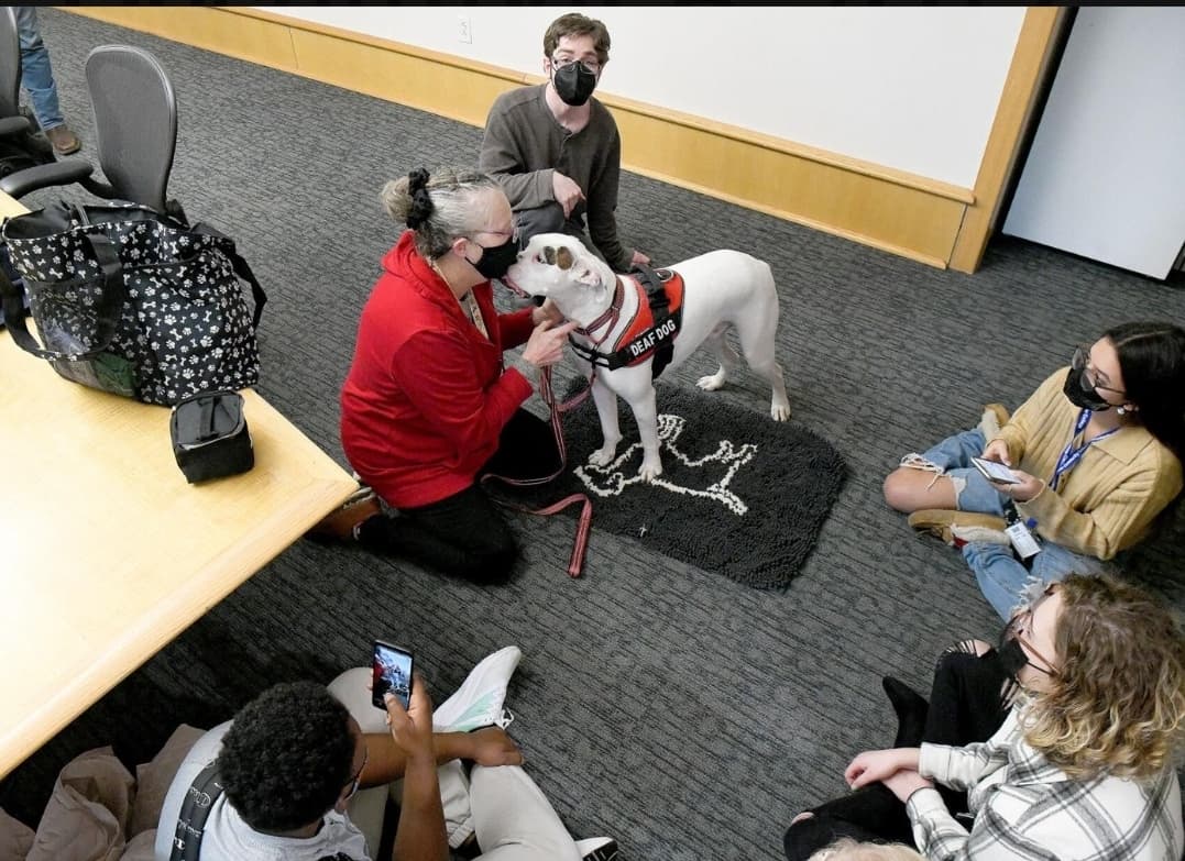 JIPhotoDept's tweet photo. Tberapy dogs from Tails of Joy were on hand at Manchester Comnunity College to de-stress students during final Exam week, Monday in Manchester. Check out our free to view gallery on the JI's website. Staff Photos by Jim Michaud https://t.co/olFTwUnimS
