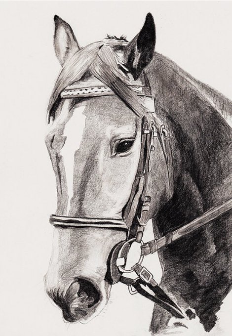 秀逸 エフフォーリア 鉛筆画 sushitai.com.mx