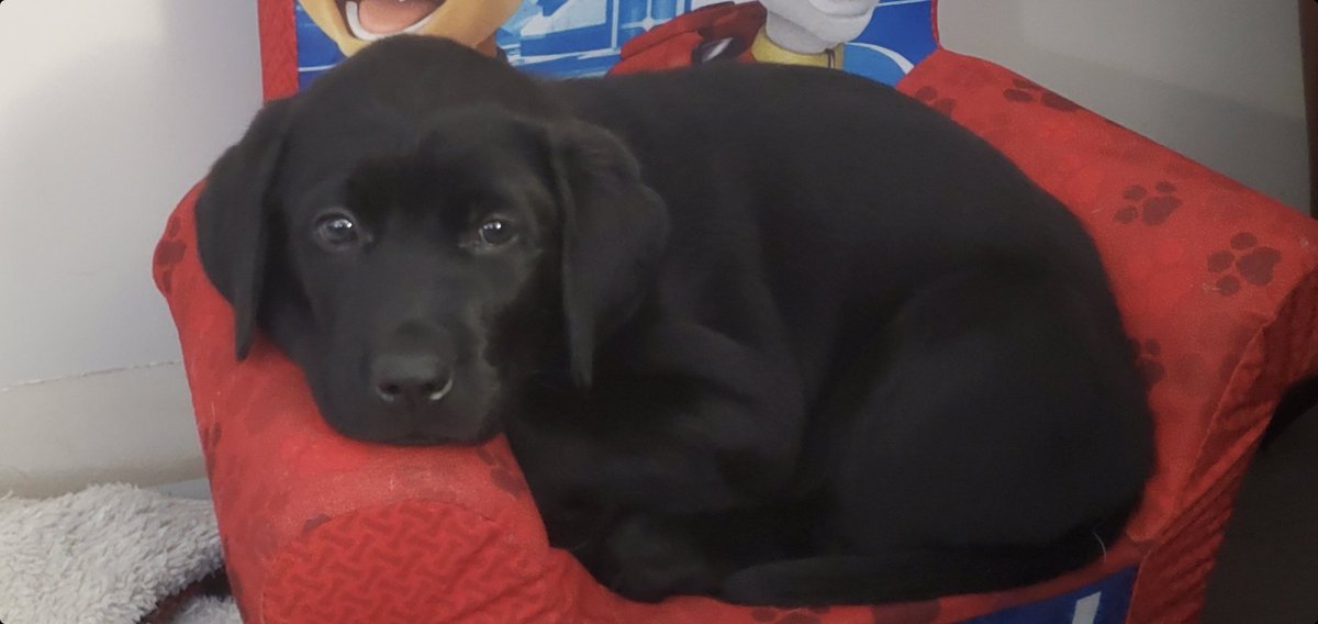 HermanBax's tweet photo. @swinginberrys @christinebax He may look cute but he is a little Brat https://t.co/pEj8seRYO4