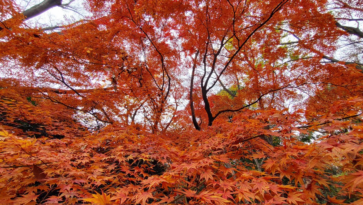 GoToMarket510's tweet photo. 私の住む大都会も
だいぶモミってきました🍁 https://t.co/fo5TArvKsc