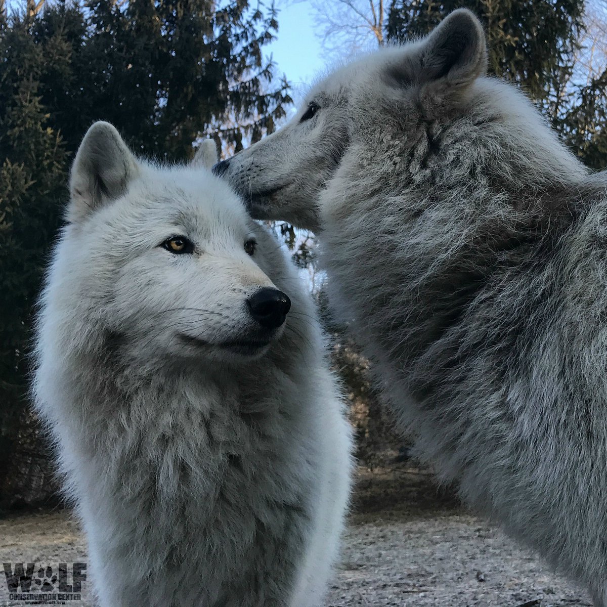 Wolf Conservation Center 🐺 tweet media