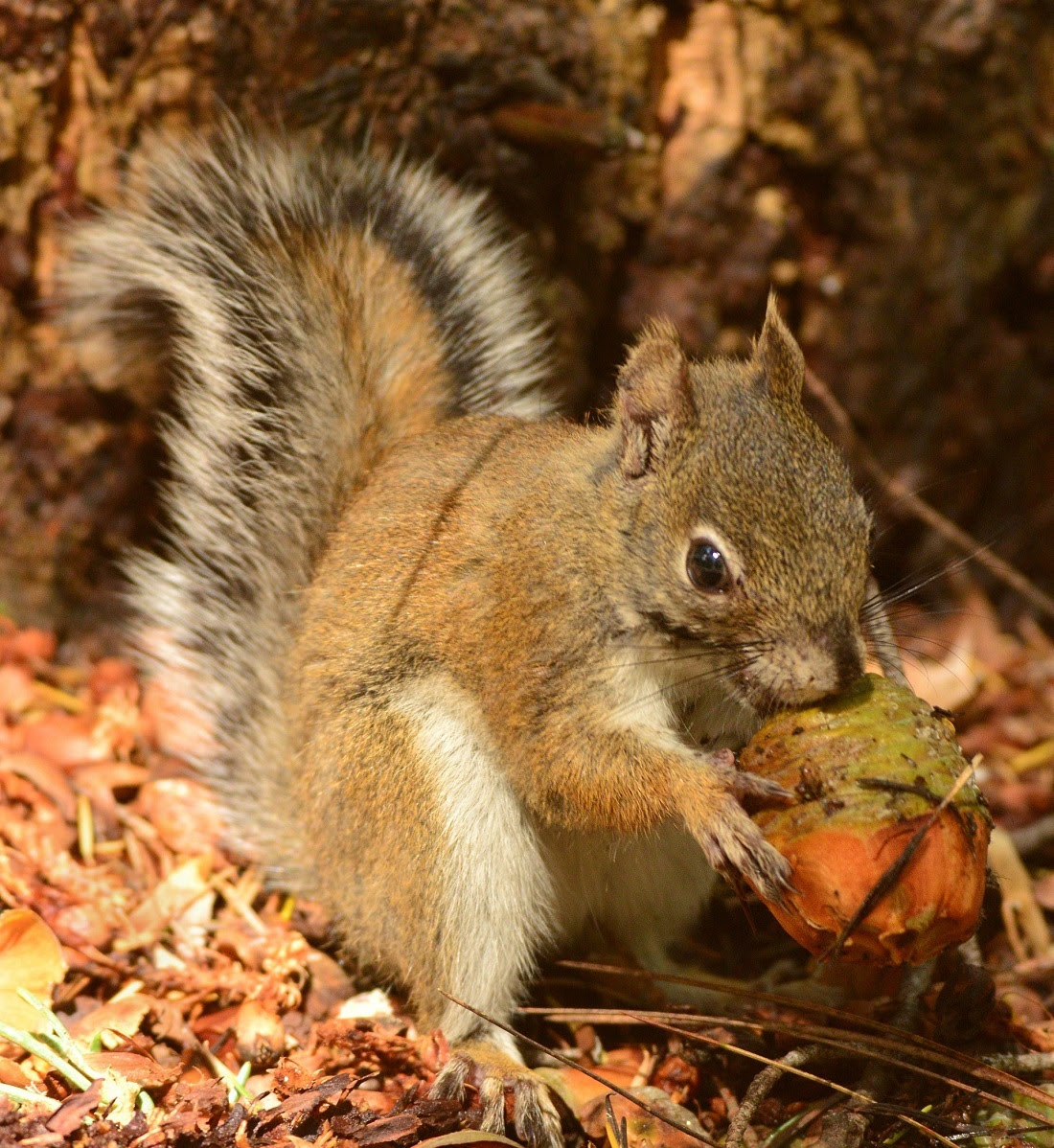 azgfd's tweet photo. ๐ฟ๏ธ Mt. Graham red squirrel update! ๐ฟ๏ธ
๐ฐ In a nutshell: 4 years after their habitat was nearly wiped out by the #FryeFire in southeastern AZ's Pinaleรฑo Mountains, an annual survey of the endangered squirrel shows their numbers are holding steady ๐ More: https://t.co/NeZ46STU65 https://t.co/U8C9eWzl9e