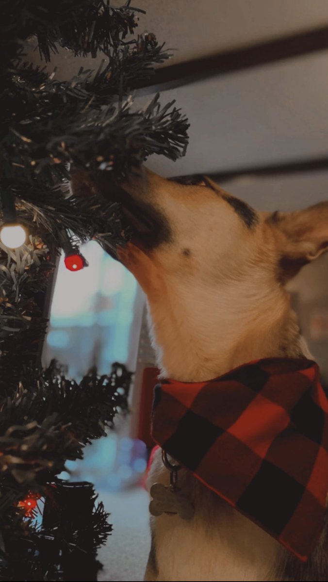 disnerdluvsbsb's tweet photo. 🐶🎄 https://t.co/e5WFnFCuPC