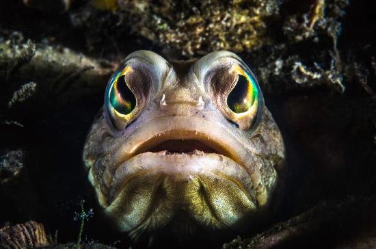 Today's fish is the Dusky Jawfish (Opistognathus whitehursti)! I'll never get tired of mouthbrooders. Males carry developing eggs in their mouth for 8-10 days without eating, &amp; they spit the eggs out to aerate them!
📸Judy Townsend, Nick Mobley, Pura Vida Divers