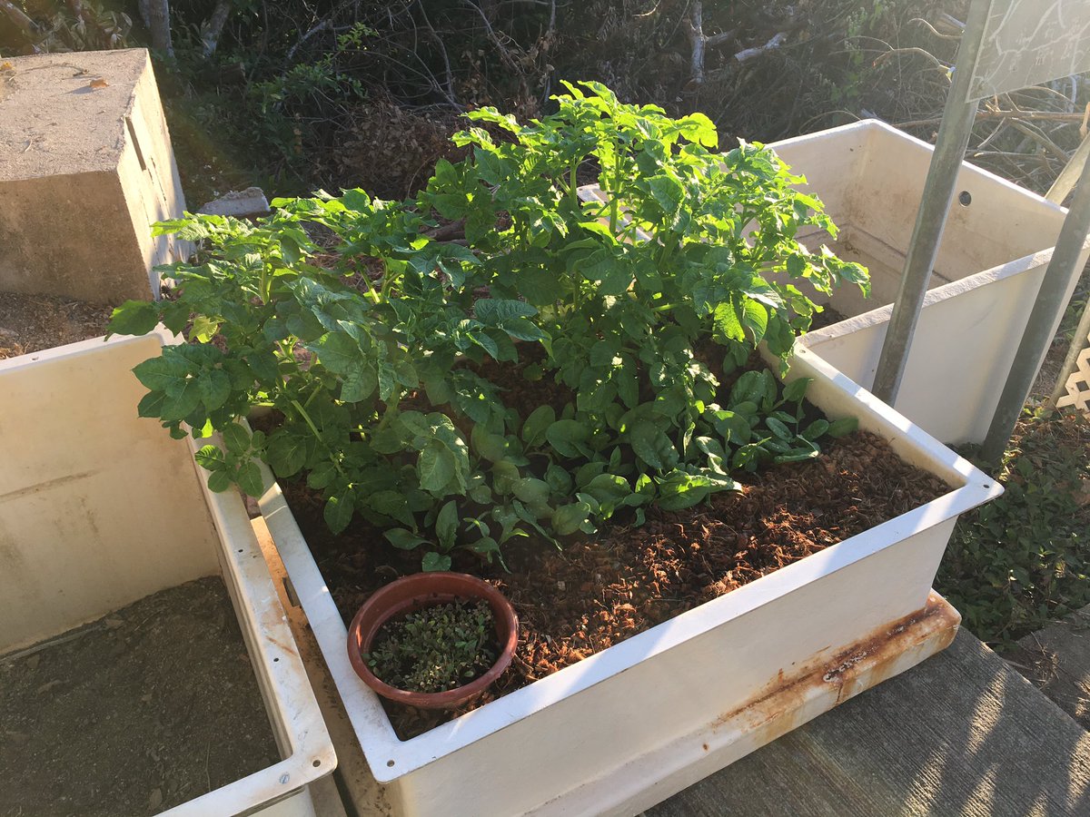 DrCaptPhil's tweet photo. Spinach and Potatoes are coming along nicely! They’re loving this cool HK winter almost as much as I am. I just set up 4 more beds for more @SWIMSHKU veggies https://t.co/mjroWQAJxk