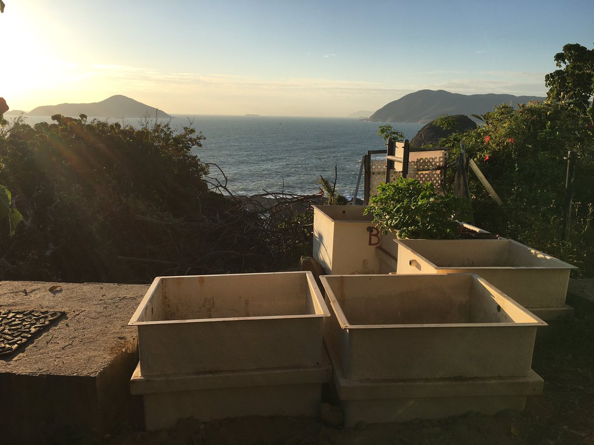 DrCaptPhil's tweet photo. Spinach and Potatoes are coming along nicely! They’re loving this cool HK winter almost as much as I am. I just set up 4 more beds for more @SWIMSHKU veggies https://t.co/mjroWQAJxk
