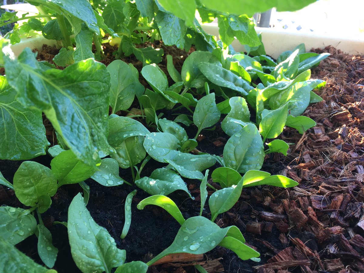 DrCaptPhil's tweet photo. Spinach and Potatoes are coming along nicely! They’re loving this cool HK winter almost as much as I am. I just set up 4 more beds for more @SWIMSHKU veggies https://t.co/mjroWQAJxk
