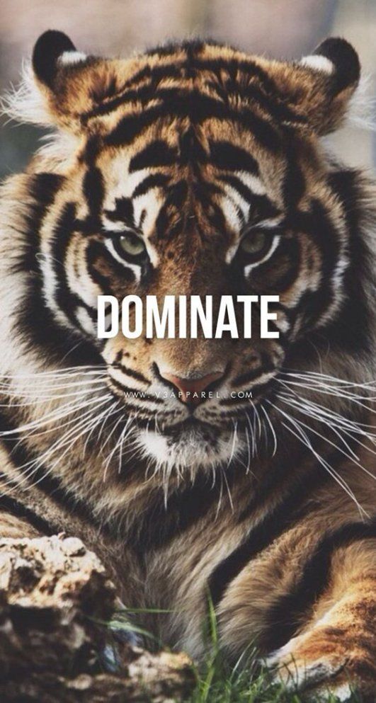 $TKING Tiger King Coin Official tweet media