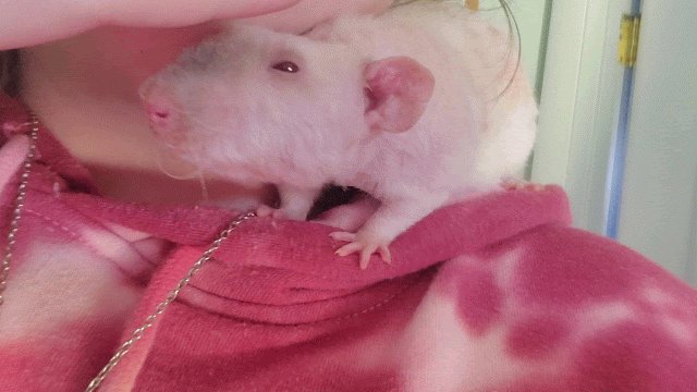 killthebee's tweet image. 