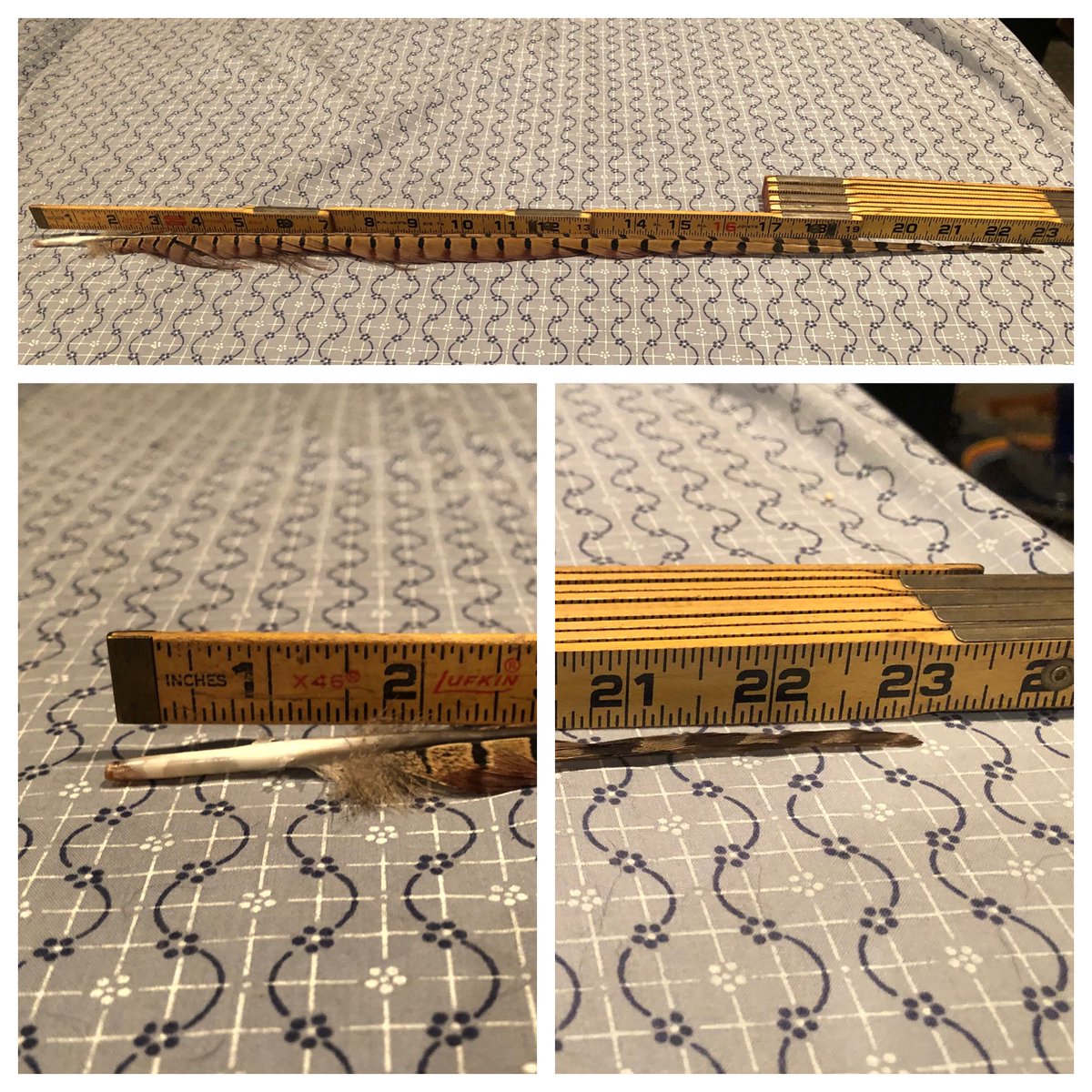 HiFiHunter8's tweet photo. Pheasants were few and far between where I hunt this year but I did manage to acquire my new longest tail feather. #pheasanthunting #pheasant #hunting https://t.co/C6KGIWRucl
