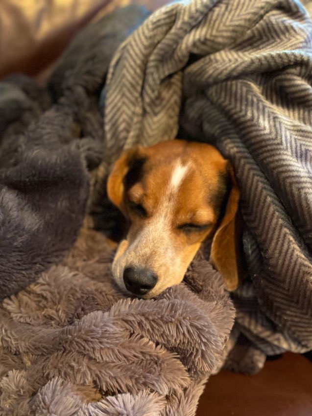 d_lgates's tweet photo. Yep.... that's my #Beagle ♥️🐶 @beaglefacts though docile and calm in this picture, I am quite certain she is dreaming of running as fast as she can in the opposite direction of me...or chewing my night guard... again!! 🤦🏼‍♀️ https://t.co/fEp6bLRmcs