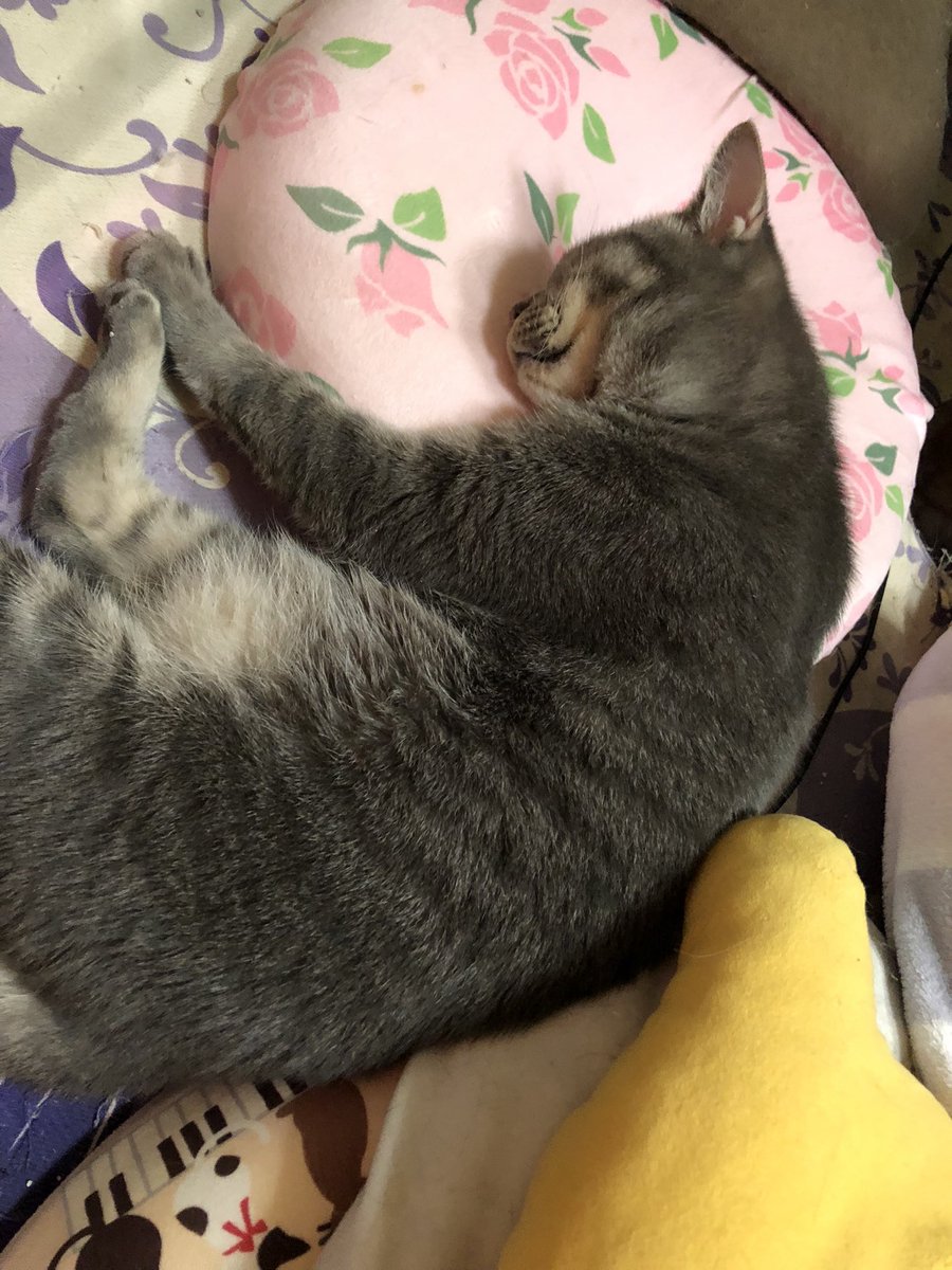 GDP57172553's tweet photo. ドーナツクッションの使い方は猫それ��れ...🤔
お兄ちゃんは枕として
おてんば娘は頭入れとして😂ww

#猫 #猫好きさんと繋がりたい https://t.co/e1Y9cP0ath