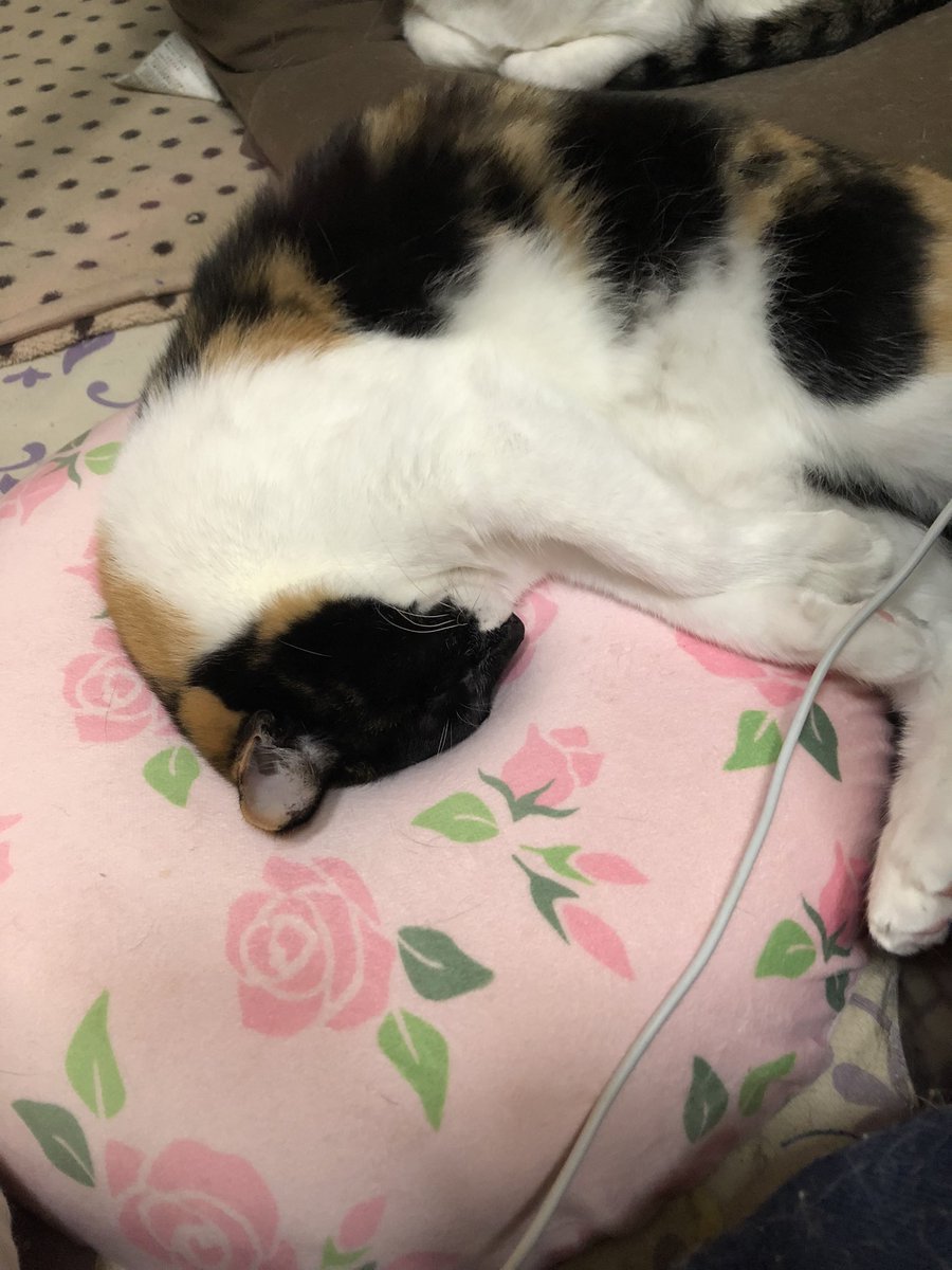 GDP57172553's tweet photo. ドーナツクッションの使い方は猫それ��れ...🤔
お兄ちゃんは枕として
おてんば娘は頭入れとして😂ww

#猫 #猫好きさんと繋がりたい https://t.co/e1Y9cP0ath